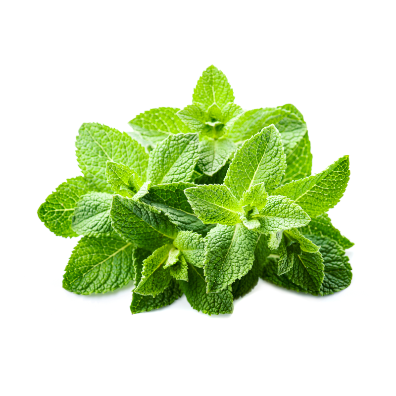 Mint (Pudina Pata)/pudina /పుదీనా (pudina)