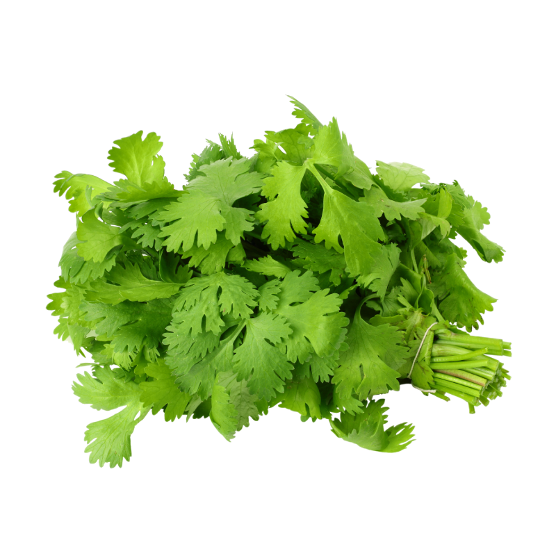 FRESH Coriander Leaves (Dhone Pata)/kothmira /Kothimeera (కొత్తిమీర)