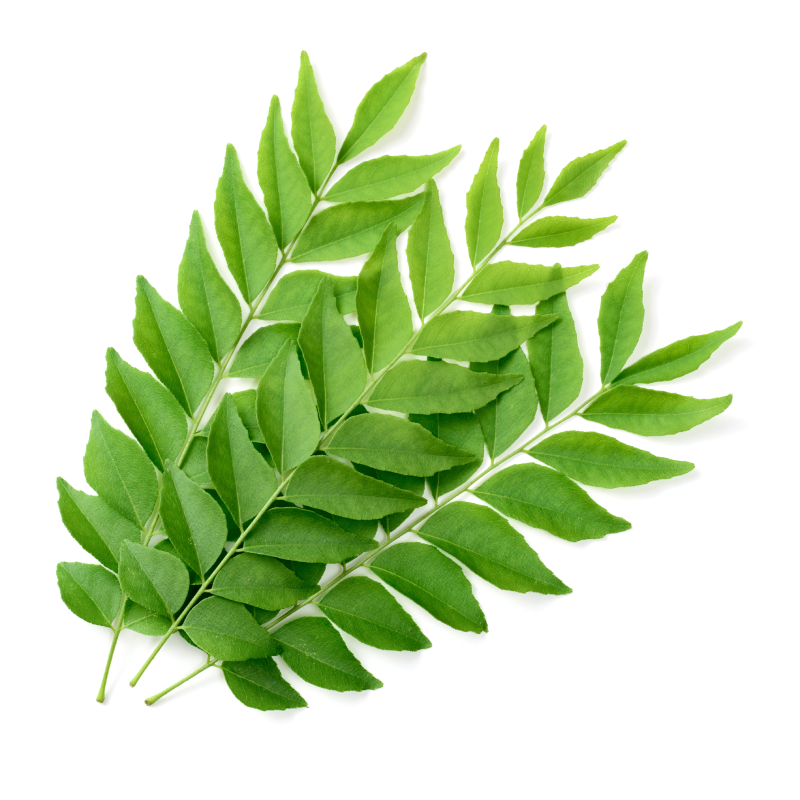 Curry Leaves/kariveypaaku /Kadi patta or Karivepaku (కరివెపాకు)