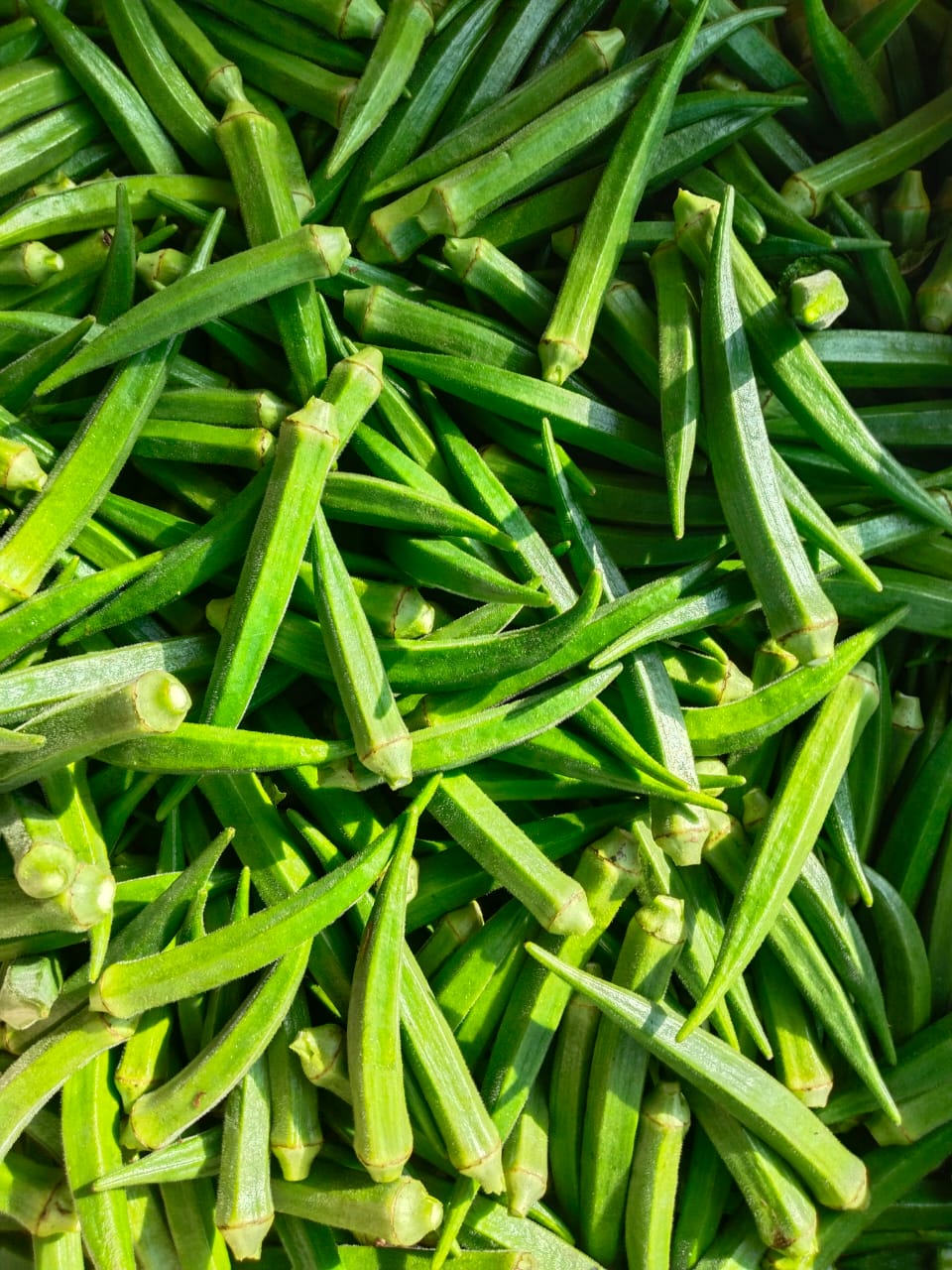 FRESH FARM Ladies Finger (Dharos)/Bendakaya (బెండకాయ)