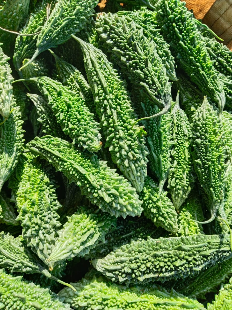 FRESH FARM Bitter Gourd (Ucche/Corolla) /Kakarakaya (కాకరకాయ)