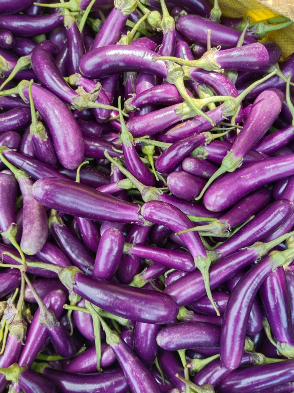 FRESH Brinjal-(Rose) Bottle Shape(Begun)/Poluru Vankaaya" (పోలూరు వంకాయ) /Gudde Vankaaya"