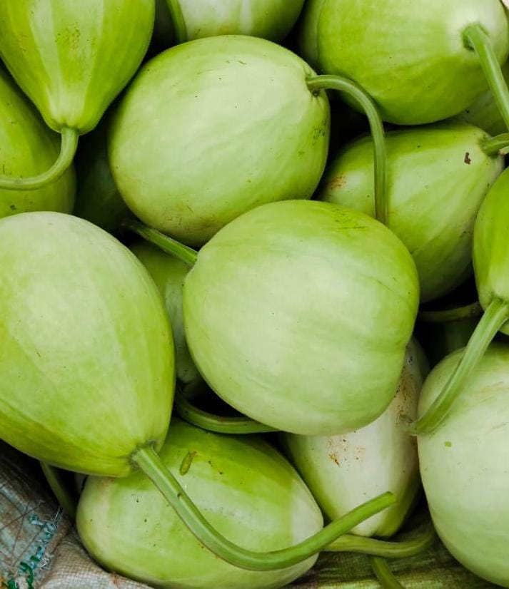 FRESH Gourd (Lau)/Sorakaya (సొరకాయ)