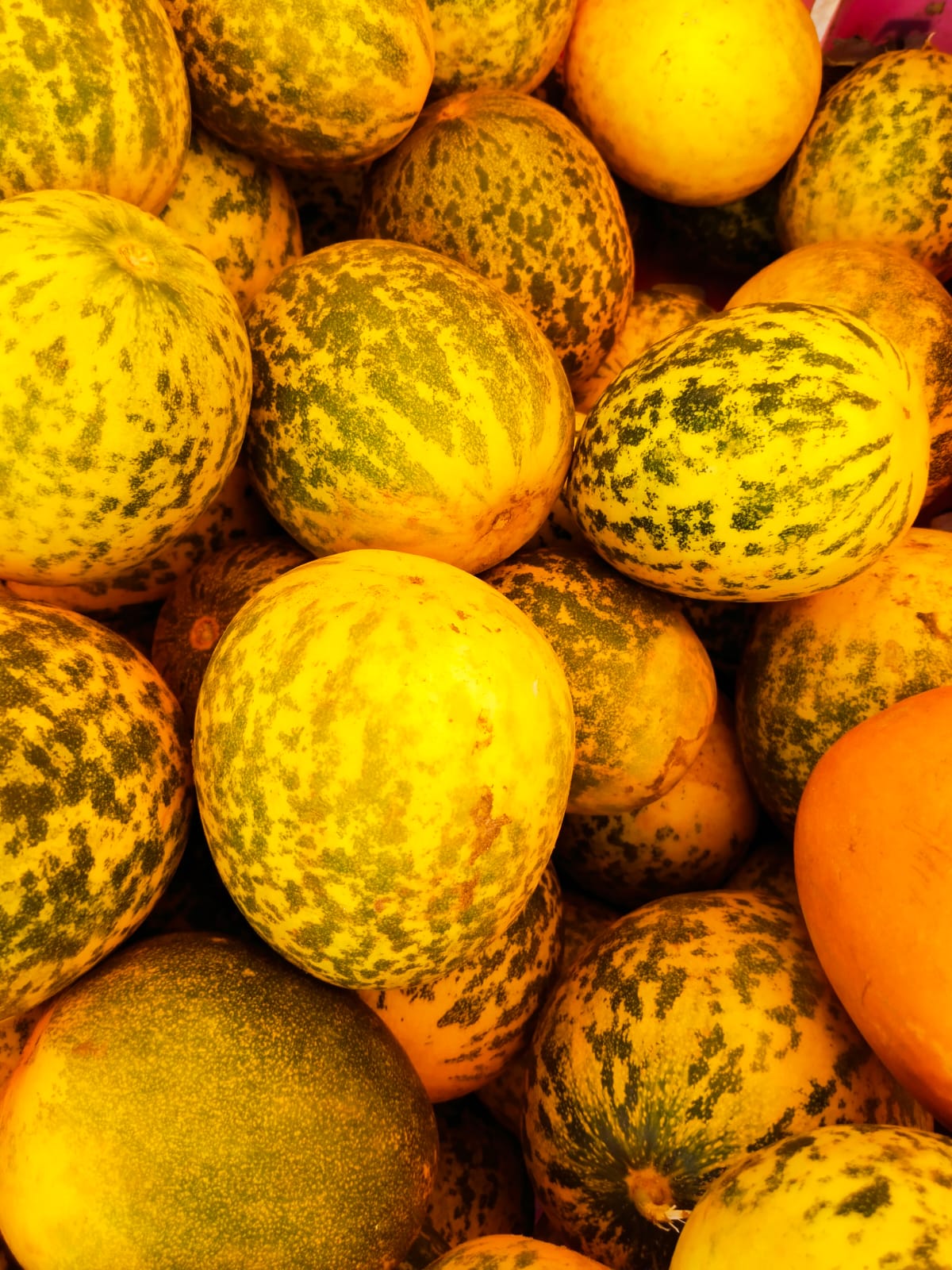 FRESH FARM దోసకాయ/DOSA KAYA