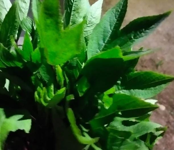 FRESH GONGURA గోంగూరను