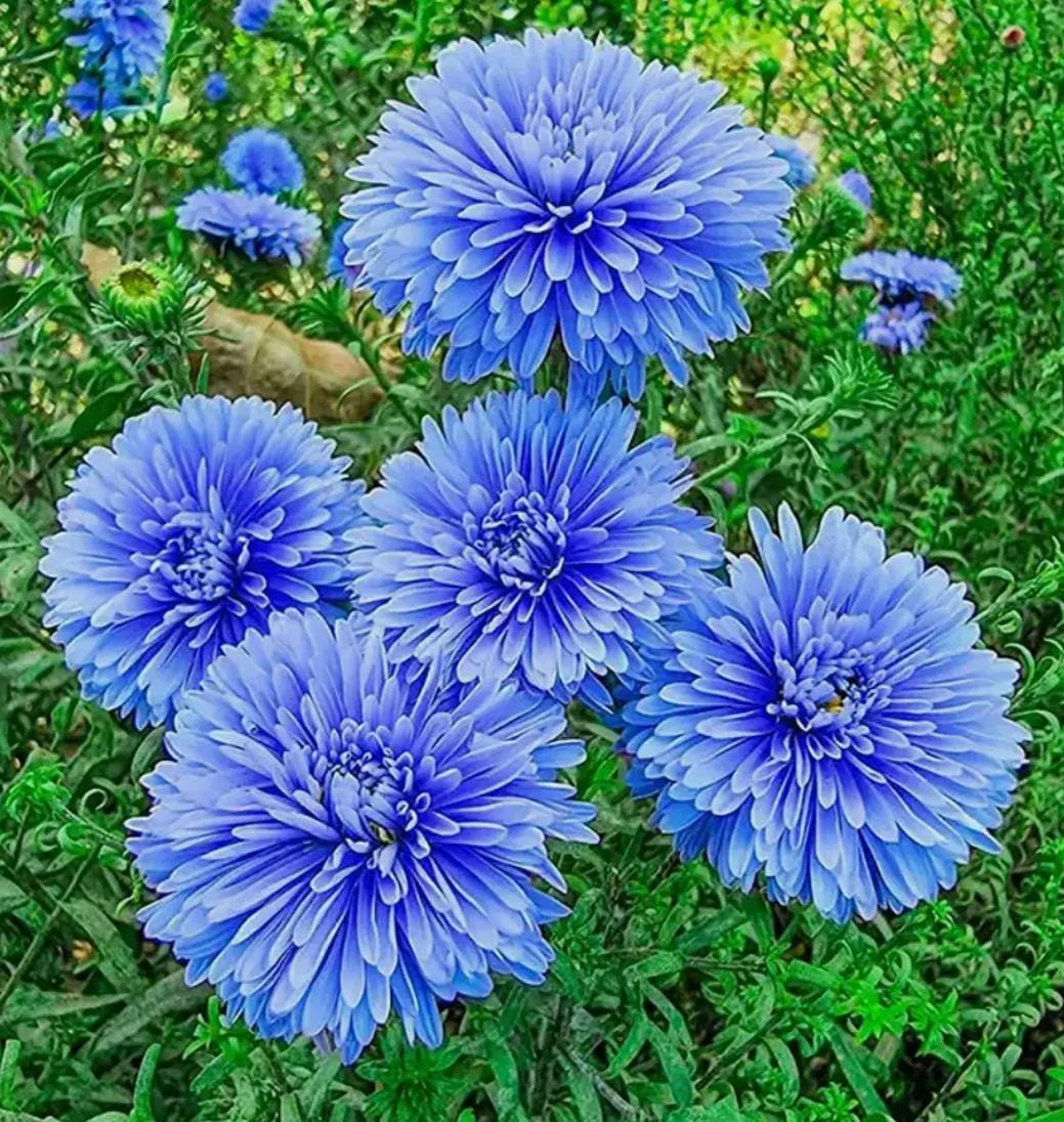 Aster  Blue