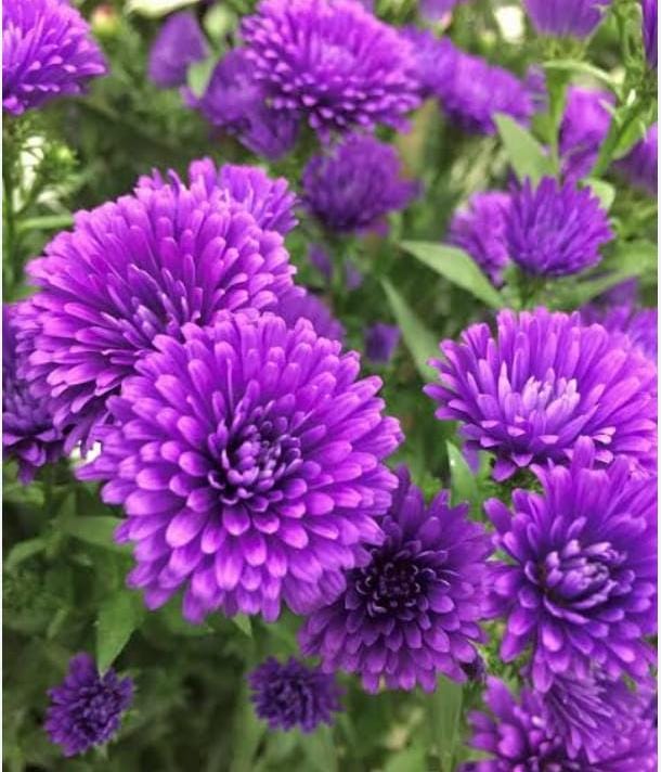 Aster  Voilet Chamathi